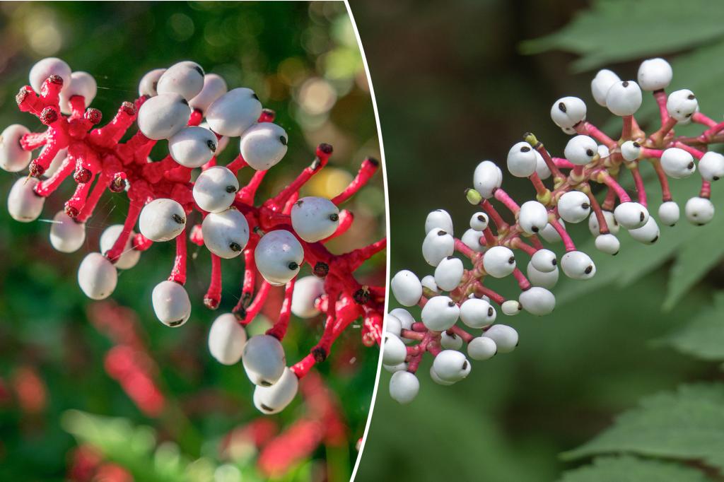 National Park Service warns of toxic 'nightmare' plant growth across US: 'Did it just blink?'